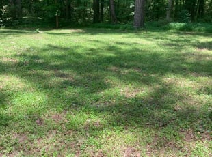 Nicole M.'s lawn maintenance service result