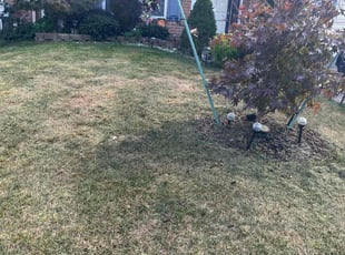 Kirsten J.'s turf maintenance service result