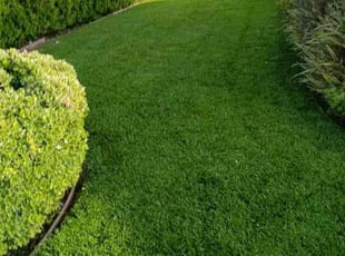 Tin T.'s grass cutting service result