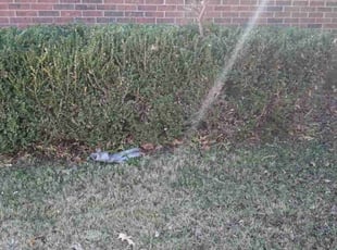 Huiseob P.'s Bush Trimming service result