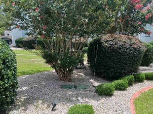 Carolyn G.'s Cleanups service result