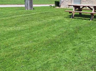 Deborah D.'s grass cutting service result