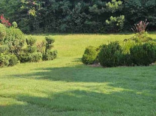Callia J.'s lawn care service result