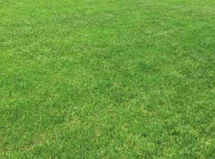 Qi Y.'s turf care service result