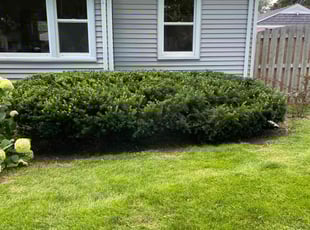 Jessica G.'s Bush Trimming service result