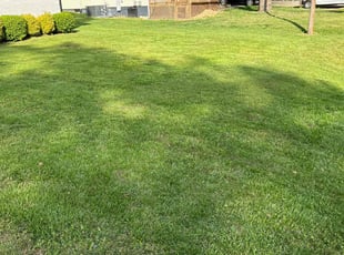 Christina T.'s Long Grass Cleanup service result