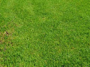 Sean B.'s lawn maintenance service result