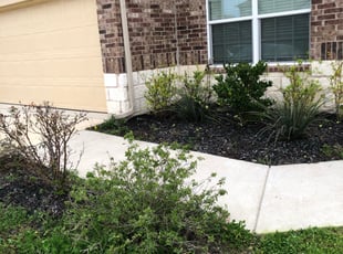 Kenneth P.'s Bush Trimming service result