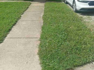Andrea Z.'s grass cutting service result