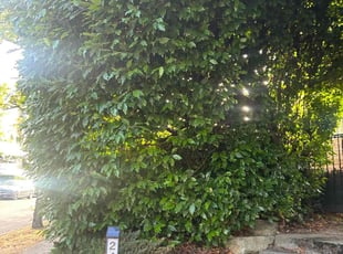 Yolanda R.'s Bush Trimming service result