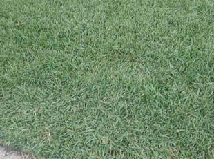 Rosalie S.'s turf care service result