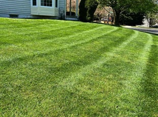 Steve C.'s grass maintenance service result