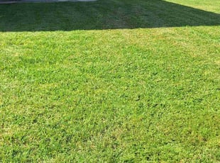 Teona S.'s turf care service result