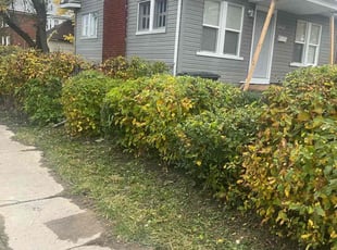 Tara S.'s Bush Trimming service result