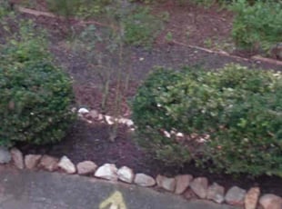 Barbara G.'s Bush Trimming service result