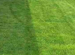 Jenna B.'s turf care service result