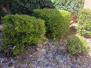 Bethany S.'s Bush Trimming service result