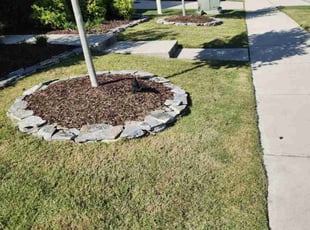 David D.'s turf maintenance service result