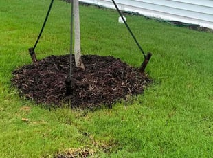 Tyler W.'s Flower Bed Weeding service result