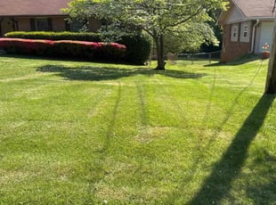 Cyera C.'s turf care service result