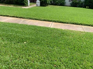 jade M.'s turf care service result
