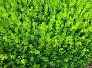 Jordan J.'s grass cutting service result