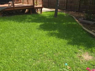 Nolan C.'s turf care service result