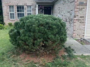 Loretta R.'s Bush Trimming service result