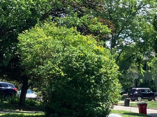 Sean W.'s Bush Trimming service result