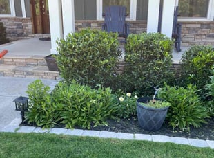 Tiffany V.'s Bush Trimming service result