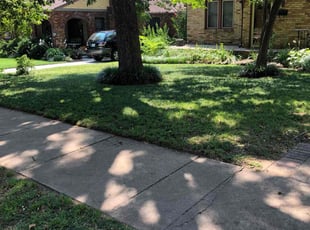 Taylor S.'s turf care service result