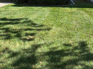 Daniel C.'s turf maintenance service result