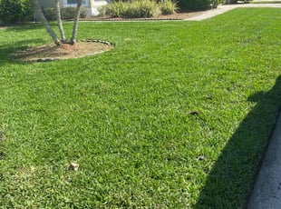 Mark G.'s grass cutting service result