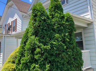 Kathy M.'s Bush Trimming service result
