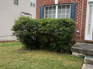 Yvonne B.'s Bush Trimming service result