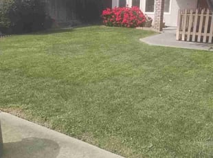 Shea C.'s lawn care service result