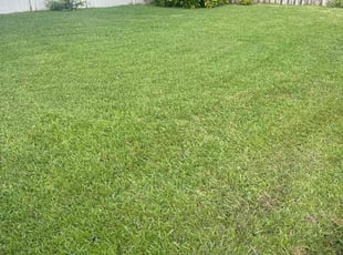 Jasmine M.'s lawn service service result
