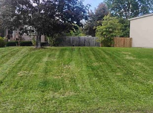 Tania H.'s turf maintenance service result