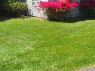 Sharon P.'s grass cutting service result