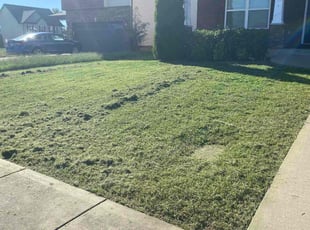 Adam C.'s lawn maintenance service result