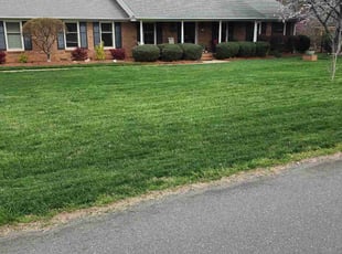 Cheryl D.'s turf care service result