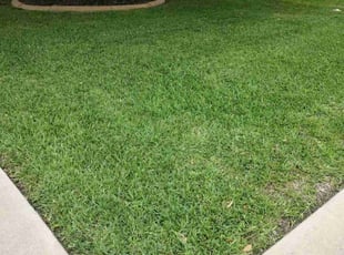 Nola S.'s lawn care services service result