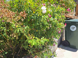 Cecil W.'s lawn service service result