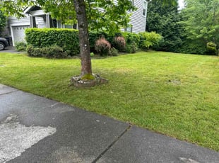 Matthew N.'s grass cutting service result