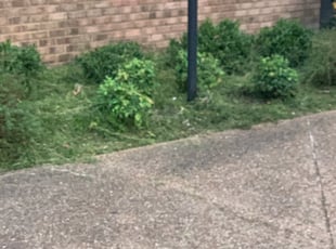 Barbara S.'s Bush Trimming service result