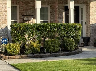 Shannan A.'s Bush Trimming service result