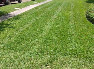 Antonio B.'s turf care service result