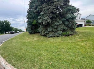 Candace K.'s turf maintenance service result