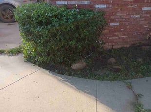Karen E.'s Bush Trimming service result