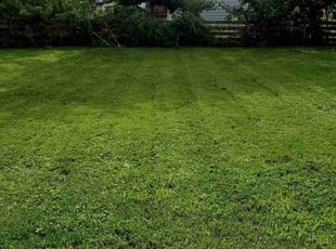 Ronda L.'s turf maintenance service result